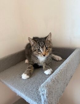 Katzenbaby - Grevenbroich