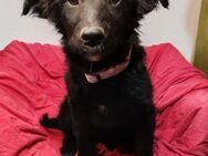 Bruna 💗 sucht ihre Familie zum Schmusen - Hamburg