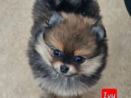 Pomeranian Zwergspitz Welpen - Eberswalde
