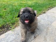 Leonberger Welpen Rude - Leinach