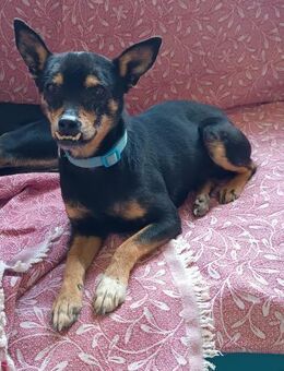 Justin armer kleiner Kerl Alb - Ludwigshafen (Rhein)