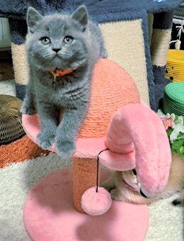 Bkh kitten reinrassige kurzhaar. - Osnabrück