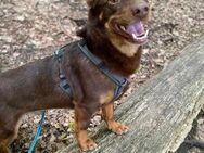 Rusty sucht eine Couch und Tennisball-Flatrate - Hattingen