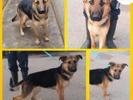 Aktive Milli sucht ihre Menschen - Margetshöchheim