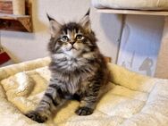 Maine Coon Kitten - Nienburg (Weser)