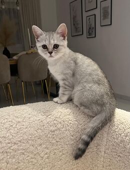 Britisch Kurzhaar Kitten mit Stammbaum vom Vater Bkh kitten - Köln