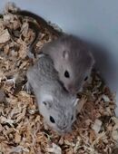 Wüstenrennmaus in 45127