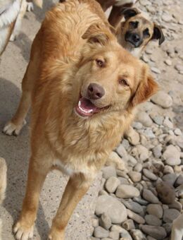 Zauberhafter Aroni sucht sein Glück - Celle