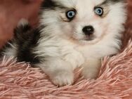 Pomsky F2 Toy & Mini Puppengesicht Bärchentyp Wollycoat - Espelkamp