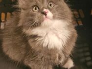 Xl Maine coon kater - Lucka Zentrum