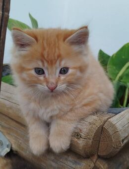 Maine Coon Perser Norwegische Waldkatze Langhaar Kitten Kätzchen Katzen Kater - Mühldorf (Inn)