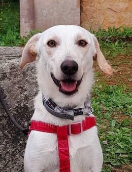 Hibisco, Familienhund in spee - Hückelhoven