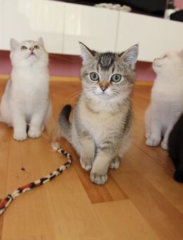 BKH Kitten - Bielefeld