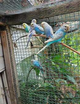 Wellensittich Regenbogen 🌈 jung und alt vom Züchter direkt DKB - Wiesbaden