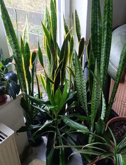 Sansevieria Bogenhanf große und kleine - Waldbreitbach