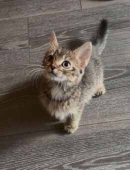 Babykatzen 12 Wochen alt abzugeben - Oyten