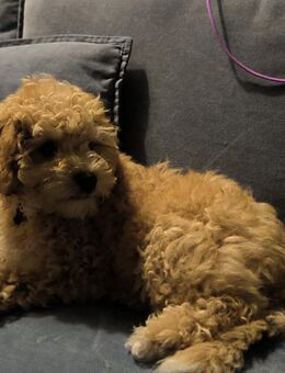 Reinrassiger Pudel Rüde Caesar - Bad Driburg