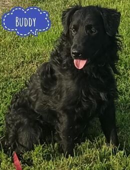 Buddy ein Schatz - Flörsheim-Dalsheim