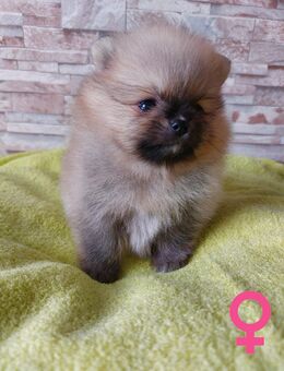 Pomeranian-Spitz-Welpen - reinrassige - Arnstadt