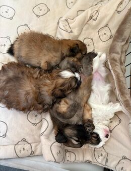 Welpen Chihuahua-Papillon mix Pomeranian - Lehrte