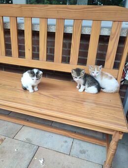 Katzen Kitten Babykatzen - Buchholz (Niedersachsen)