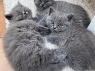 BKH britisch kurzhaar und langhaar BLH kitten lilac Blue babykatze Kätzchen - Hiddenhausen