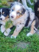 Reinrassige Australian Shepherd Welpen mit Papieren aus liebevollem Hause in 40212