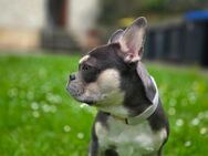 Französische Bulldogge als Deckrüde - Nossen
