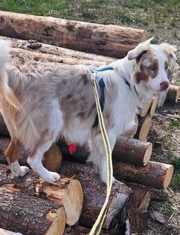 Australien shepherd Red Merle - Hardheim