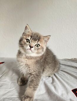 BKH graue Kater M - Berlin