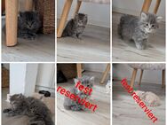 Britisch Langhaar Kitten - Leipzig