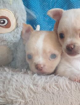 Zuckersüße kurzhaar Chihuahua Babys vier Rüden suchen bald ein schönes Zuhause - Schulzendorf