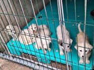 Tanio wartet im Tierheim - Köln