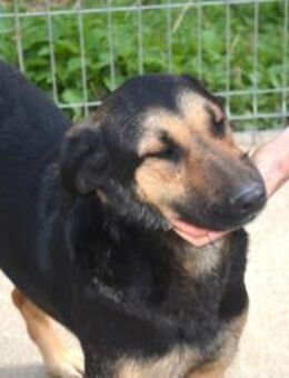 Liebevoller Mensch gesucht, für Ziska💖 - Sindelfingen