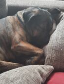 Mischlingsrüde 5 1/2 Jahre alt in 25548