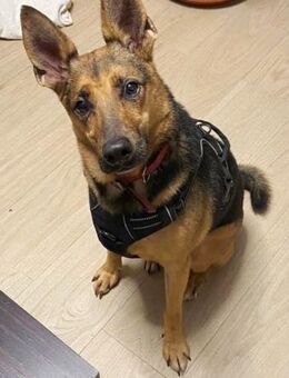 Blaid hat eine traurige Vergangenheit - Laatzen