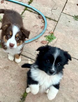 Miniature American Shepherd - Mini Aussie Welpen - 2 Hündinnen - Werneck