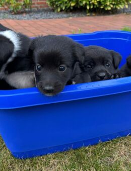 Labrador Mischlingswelpen - Wietmarschen