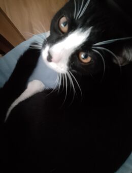 Zwei Katzen suchen neues Zuhause - Dessau-Roßlau Törten