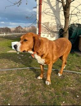 Sanfte Seele Anna - Eixen