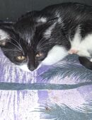 EKH / Mix Kitten ab sofort abzugeben in 39130