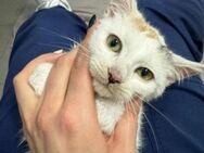 Verschmuste Katze Kira sucht ihre Famili - Margetshöchheim