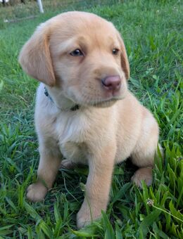Süße Labrador-Dame sucht Zuhause für immer - Ebersbach