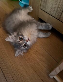 Perser Kitten mit Nase - Hilden