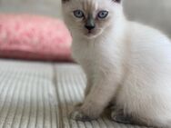 Süße Ragdoll / BKH Mix Kitten - Nürnberg