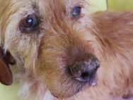 Hercules sucht Kuschelplatz - Lübeck