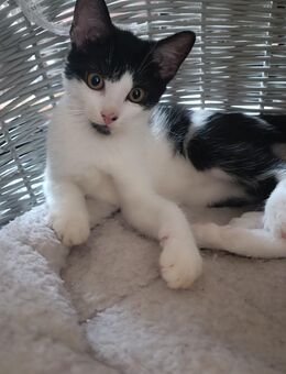 Kitten banditen 😅 - Hannover