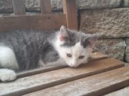 Verschmuster Kater sucht neues Zuhause - Reichertsheim