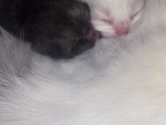 Zwei weiße Katzenbabys suchen liebevolles Zuhause - Paderborn