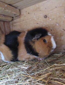 Meerschweinchen Papa mit Sohn - München